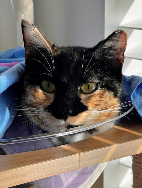 MAEVE - FIV+ - Domestic Short Hair available for adoption