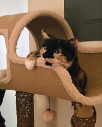 Maeve - FIV+ - Photo 3