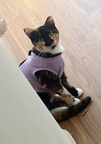 Maeve - FIV+ - Photo 4