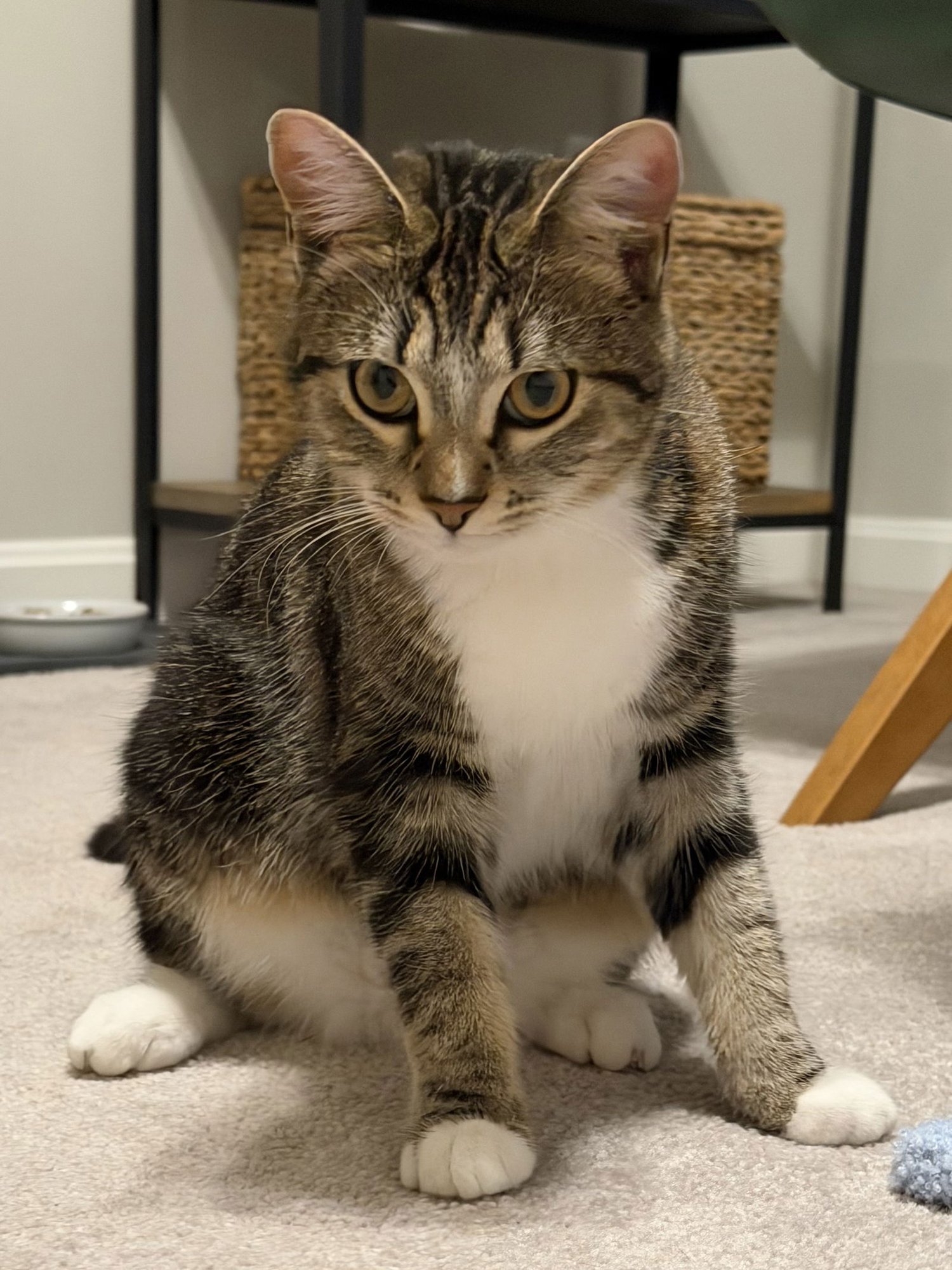 MEGGIE - Domestic Short Hair available for adoption