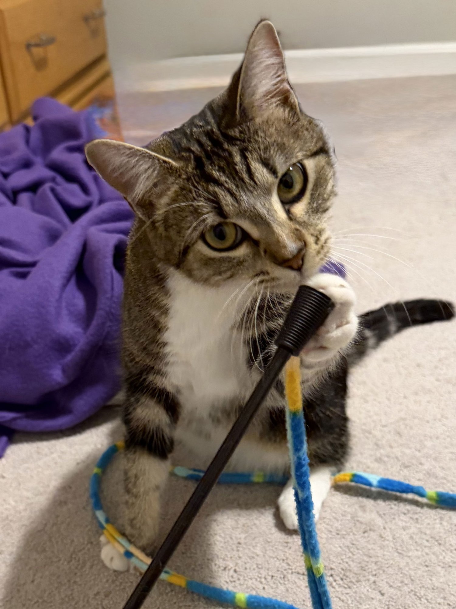 MEGGIE - Domestic Short Hair available for adoption