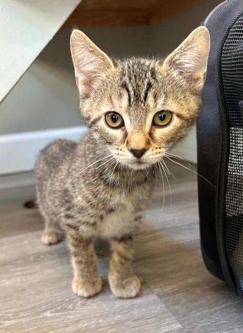 MANGO - Domestic Short Hair available for adoption