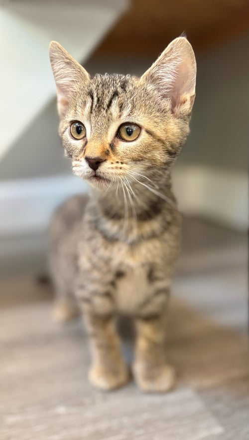 MANGO - Domestic Short Hair available for adoption