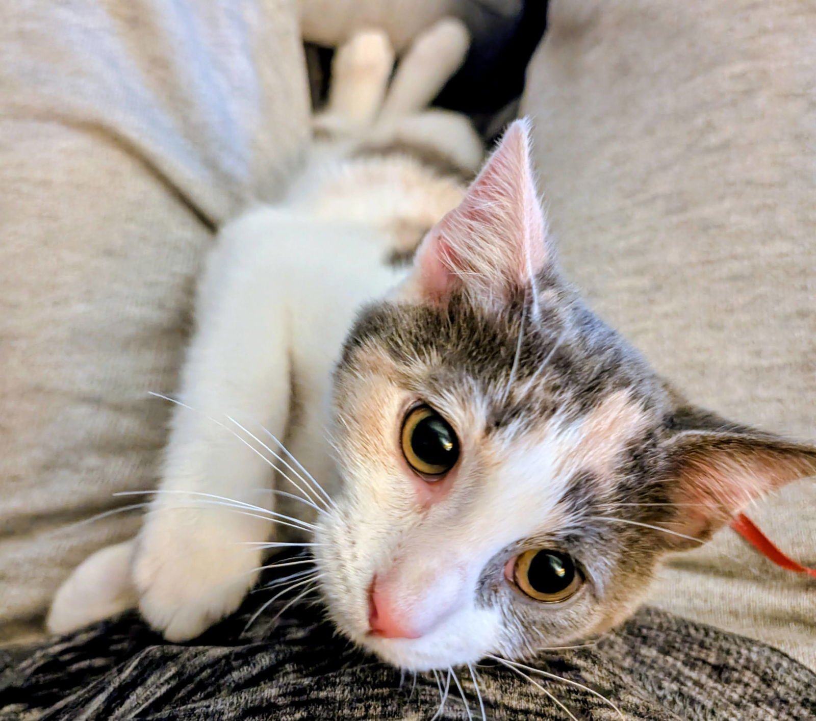 PIP - Domestic Short Hair available for adoption