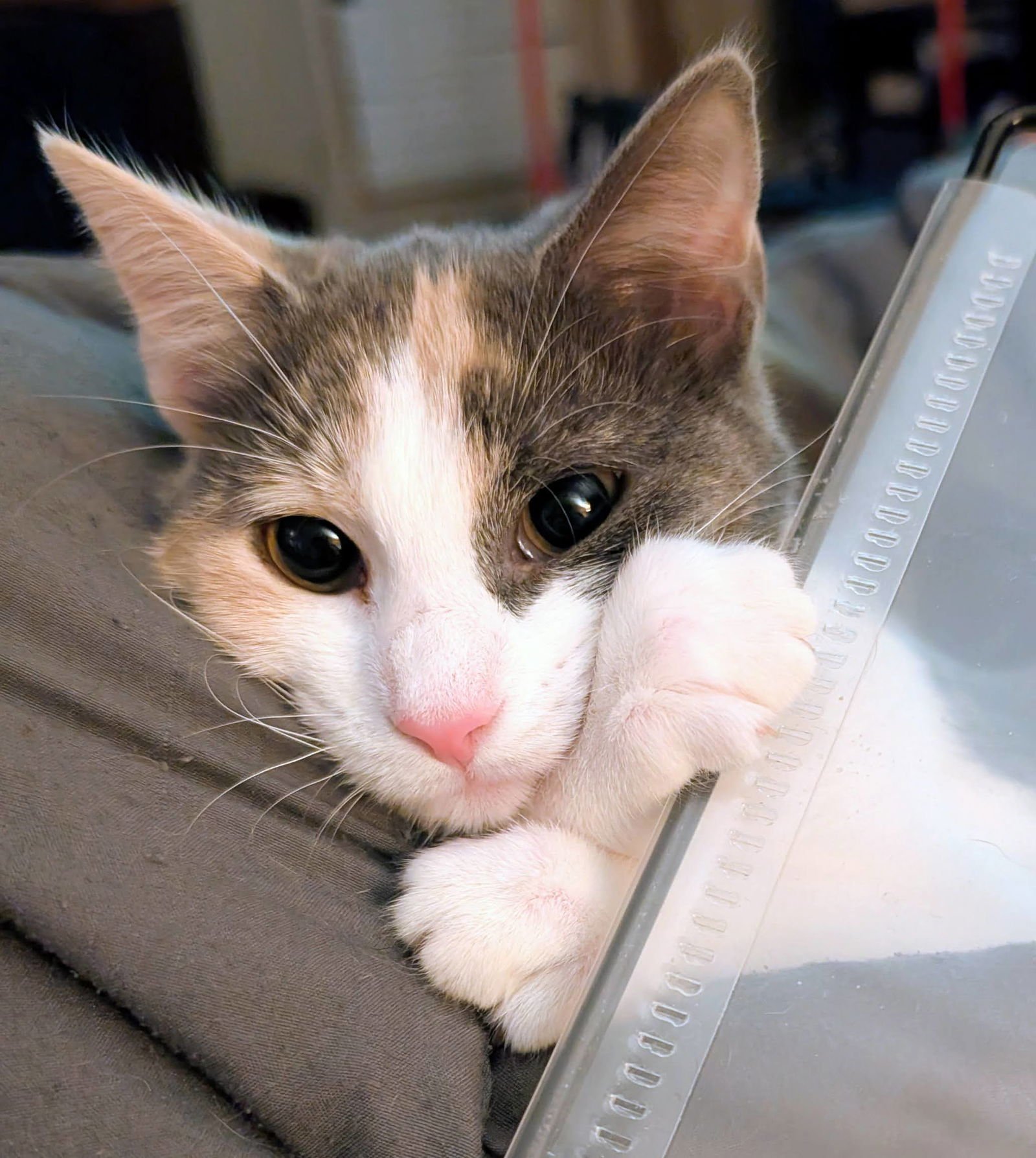 PIP - Domestic Short Hair available for adoption