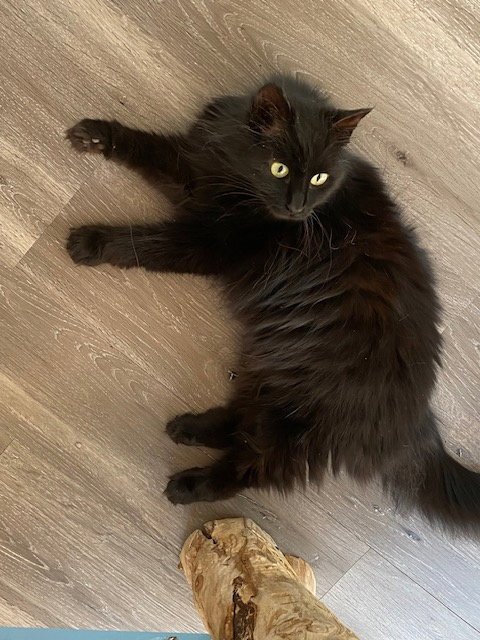 CALISTA - Domestic Medium Hair available for adoption