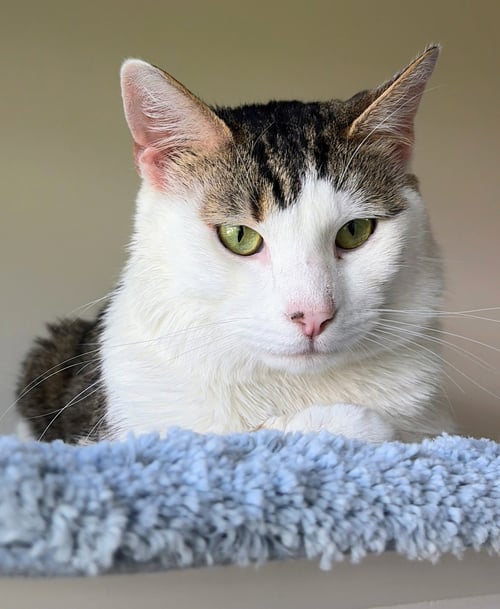 GARBANZO - Domestic Short Hair available for adoption