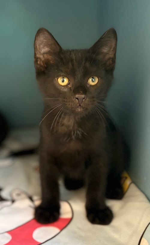 KOKO - Domestic Short Hair available for adoption