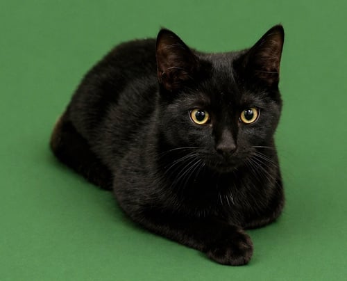 HARBOUR - Domestic Short Hair available for adoption