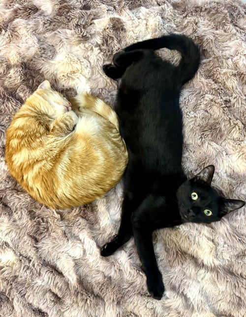 HARBOUR - Domestic Short Hair available for adoption