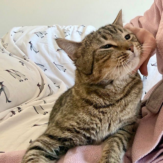 ZIGGY - Domestic Short Hair available for adoption