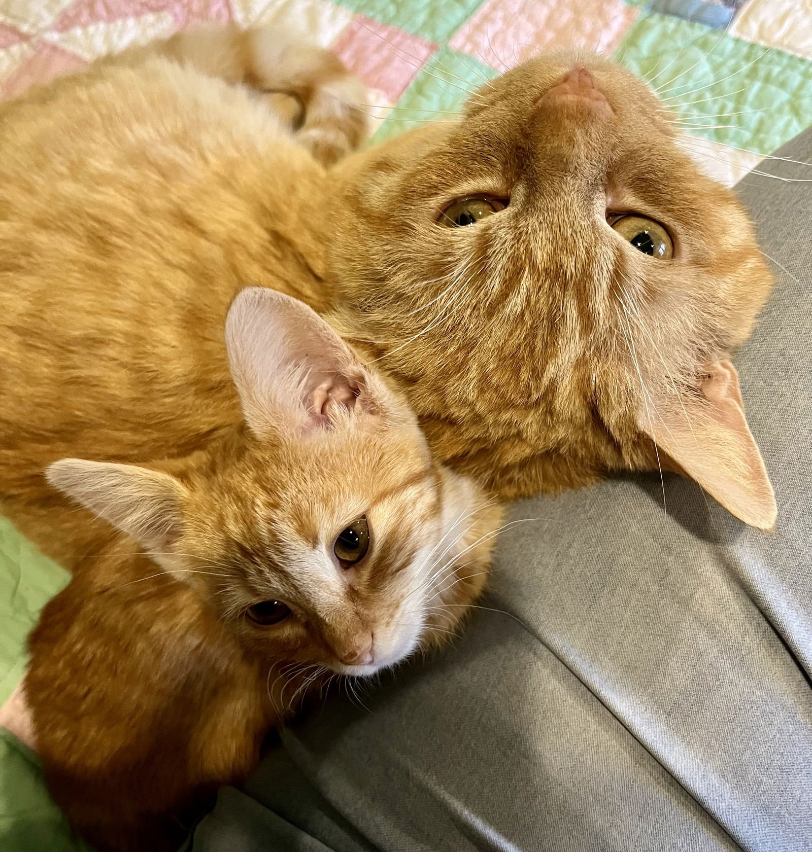 BENITO - Domestic Short Hair available for adoption