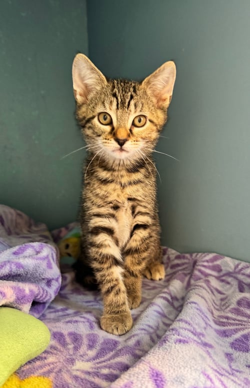 GINGER - Domestic Short Hair available for adoption