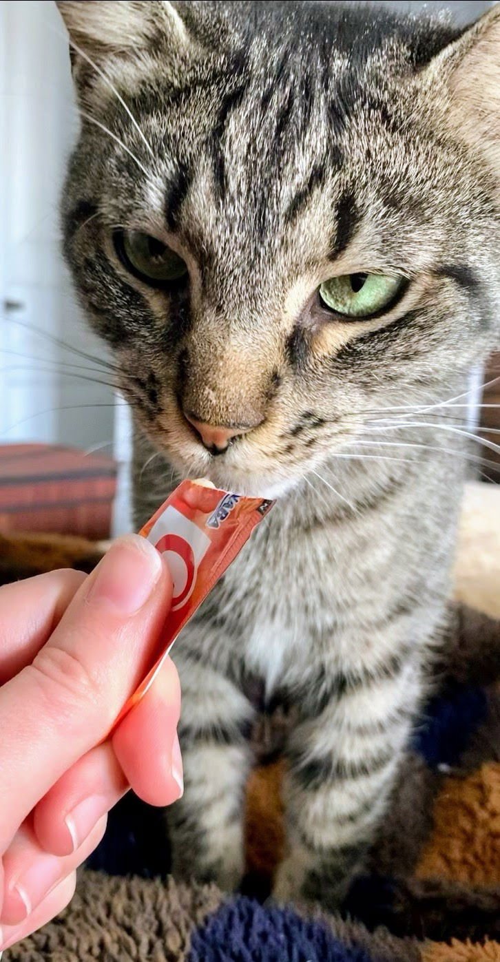 ALLEY (FELV+) - Domestic Short Hair available for adoption