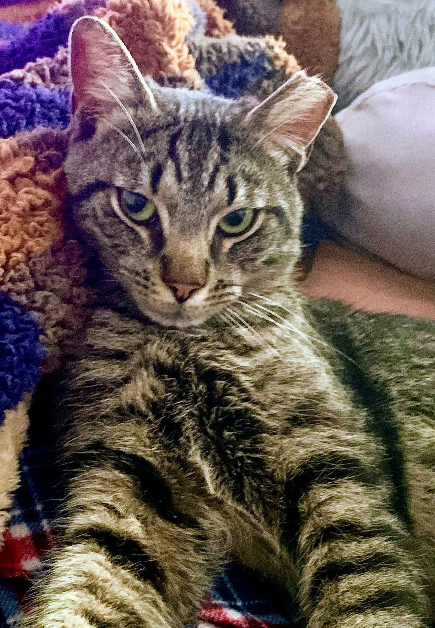 Alley (FeLV+) - Photo 3