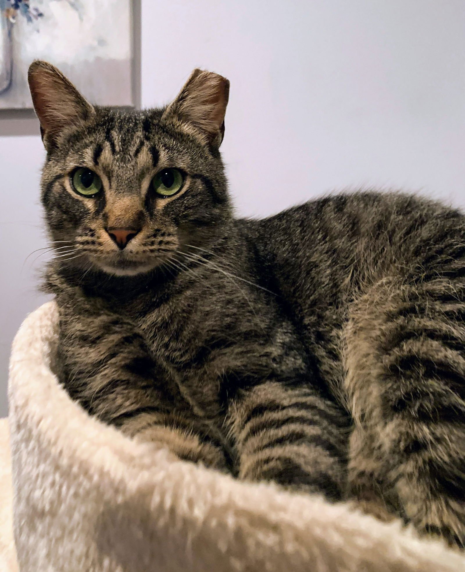 Alley (FeLV+) - Photo 4