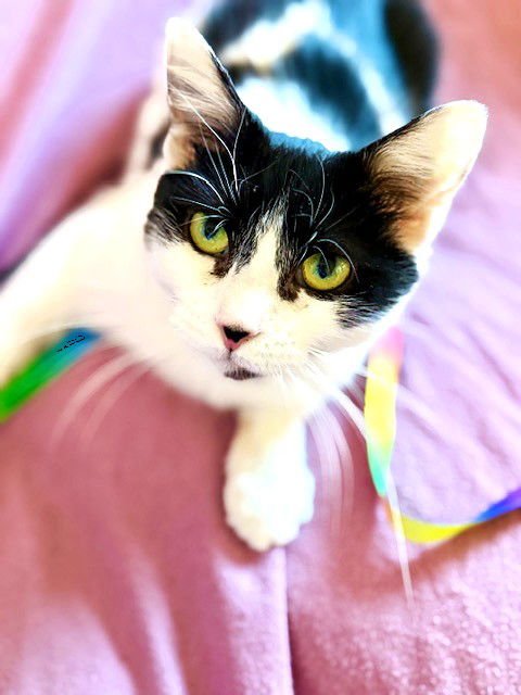 PRISCILLA - Domestic Short Hair available for adoption