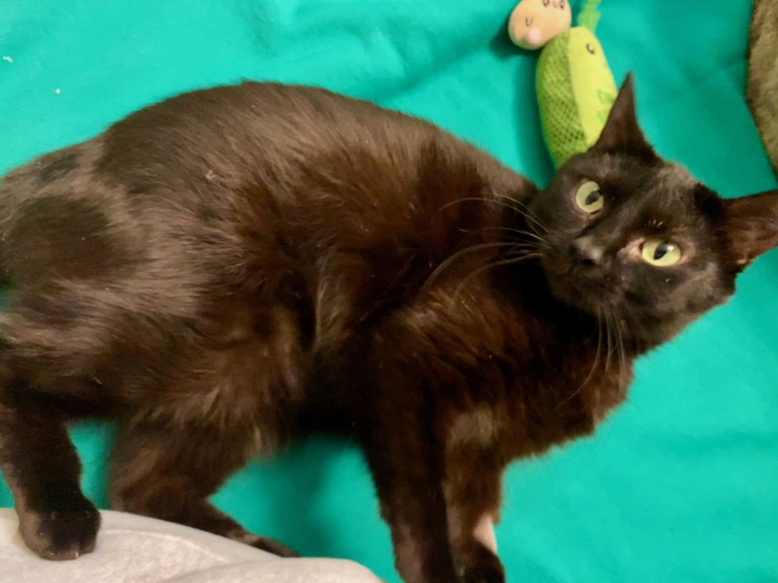 LINDA - Domestic Short Hair available for adoption