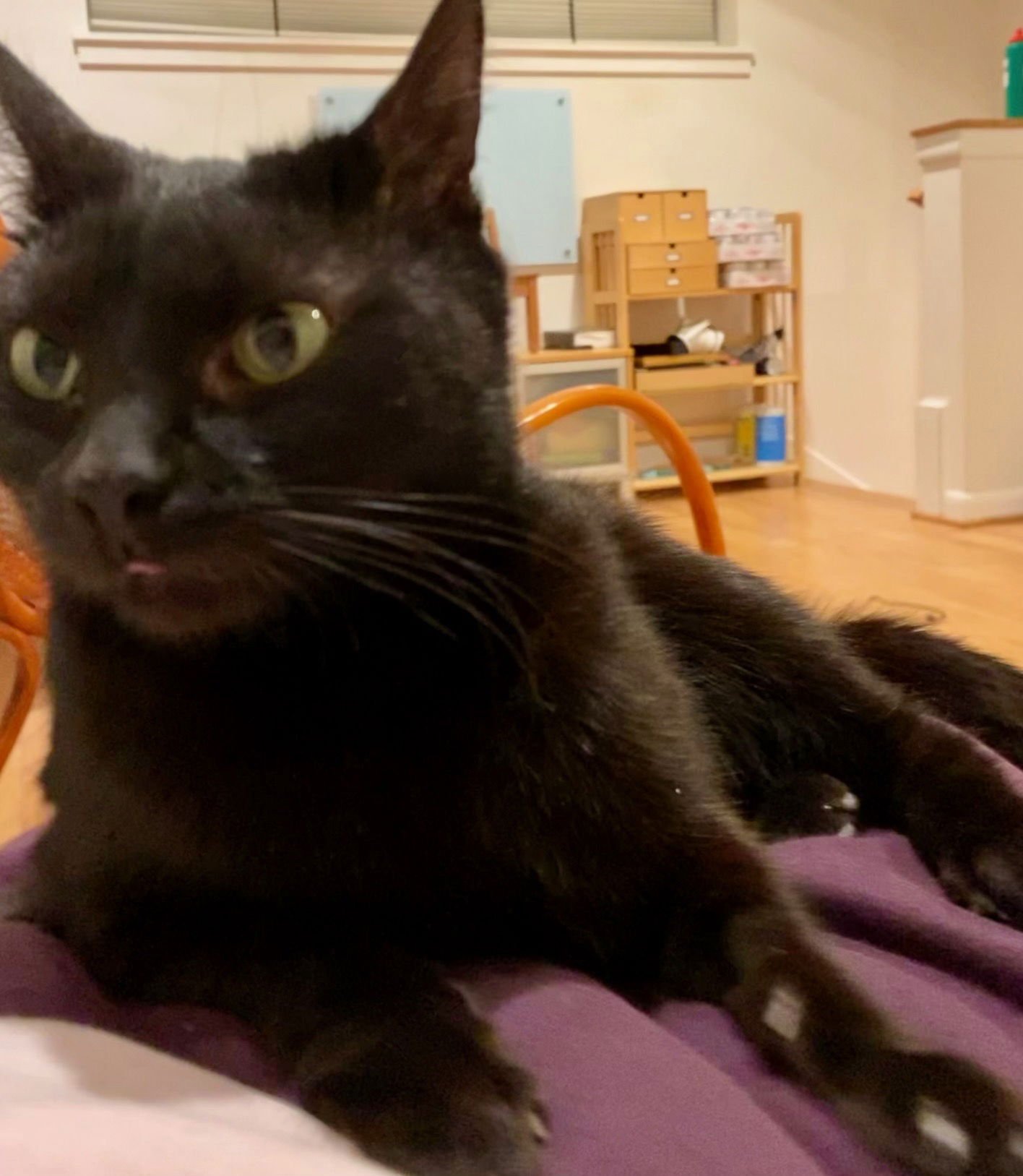 LINDA - Domestic Short Hair available for adoption