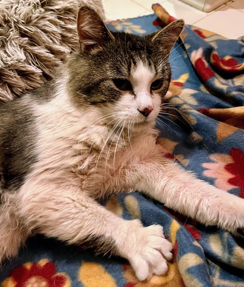 DAWSON - Domestic Short Hair available for adoption