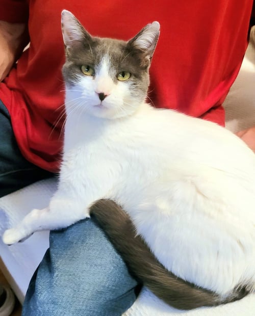 RHIANNON - Domestic Short Hair available for adoption