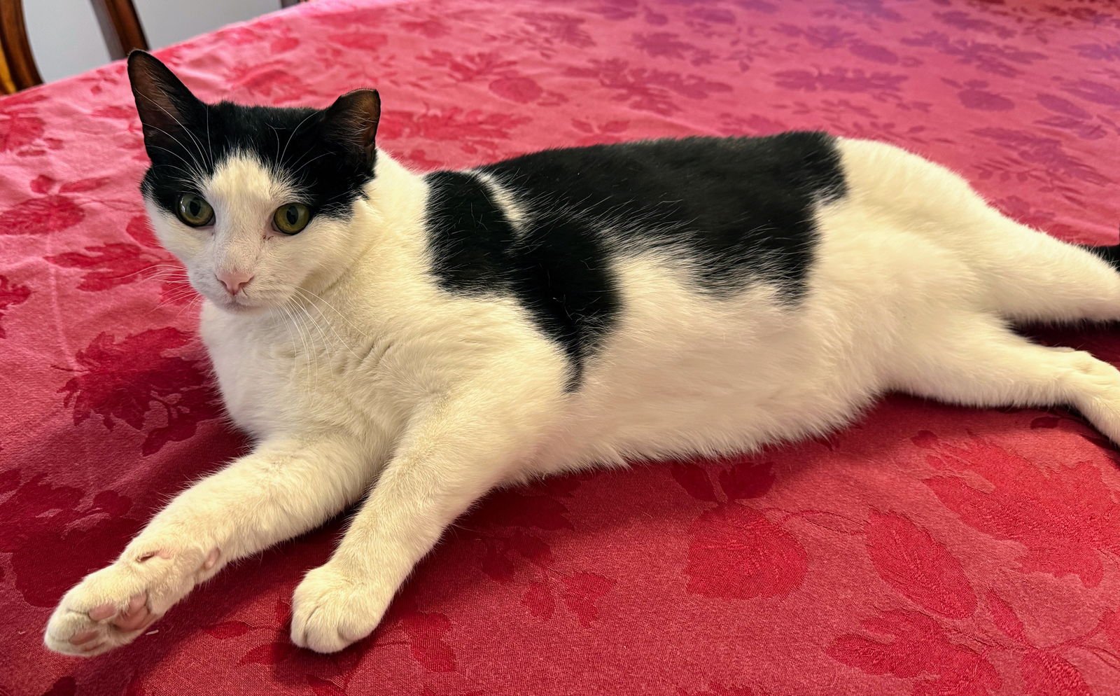 MOOSE - Domestic Short Hair available for adoption