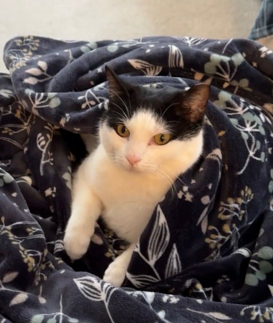 MOOSE - Domestic Short Hair available for adoption