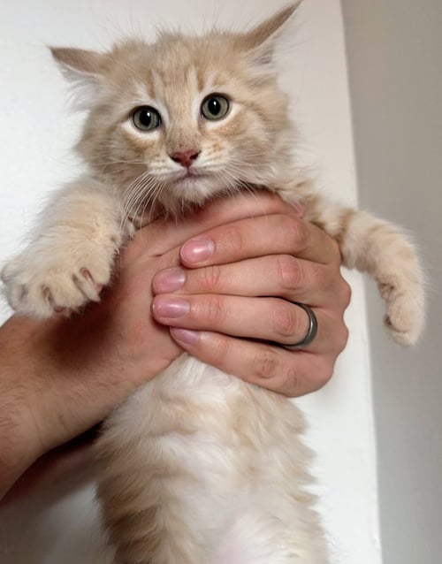 HERMES - Domestic Medium Hair available for adoption