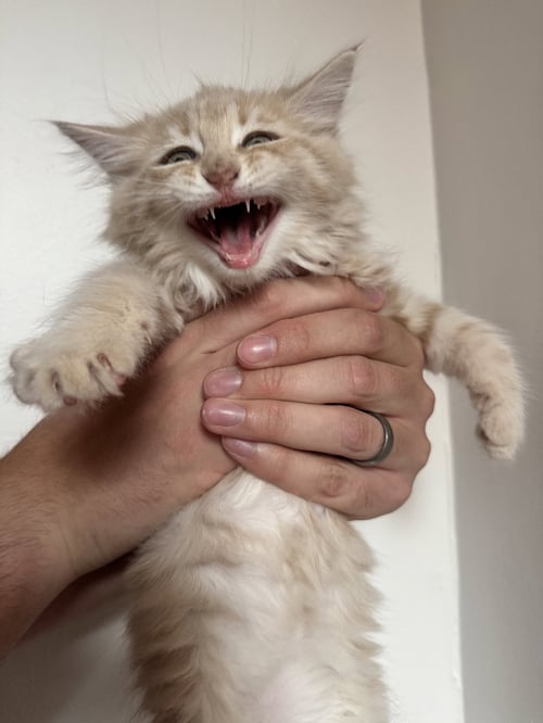HERMES - Domestic Medium Hair available for adoption