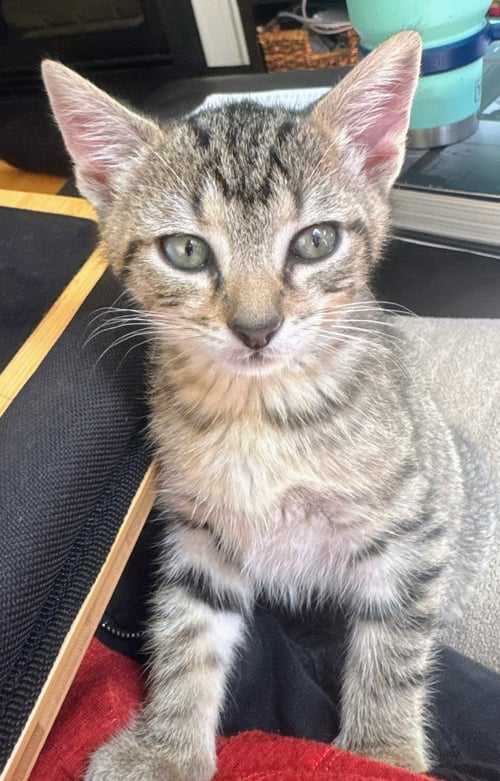 MIRI - Domestic Short Hair available for adoption