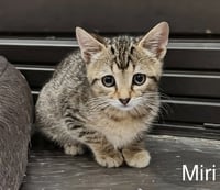 Miri - Photo 3