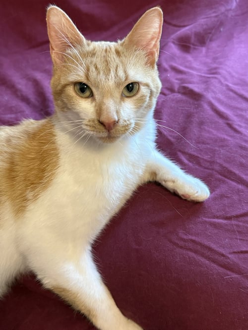 MATTHEW - Domestic Short Hair available for adoption