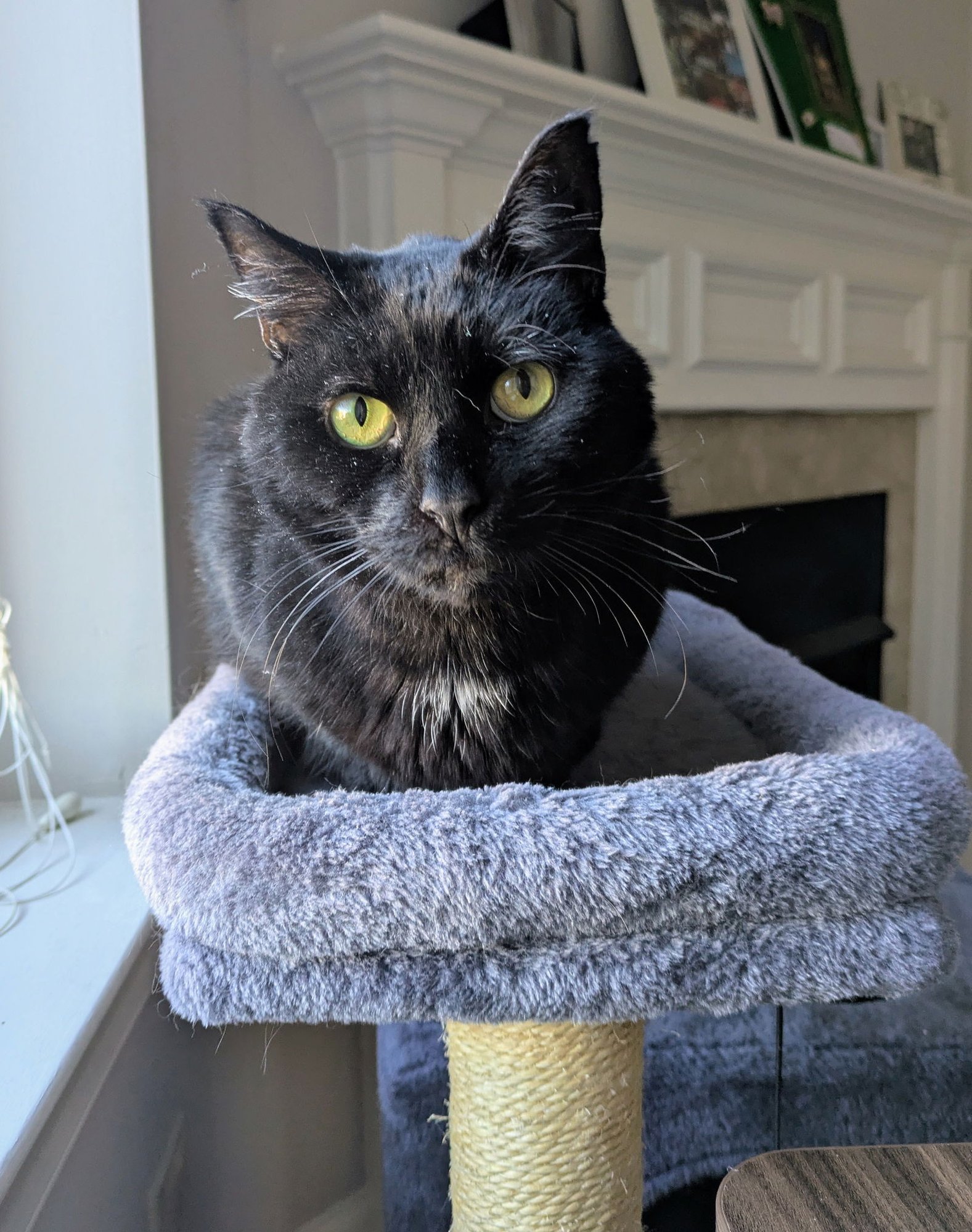 MARTY - Domestic Short Hair available for adoption