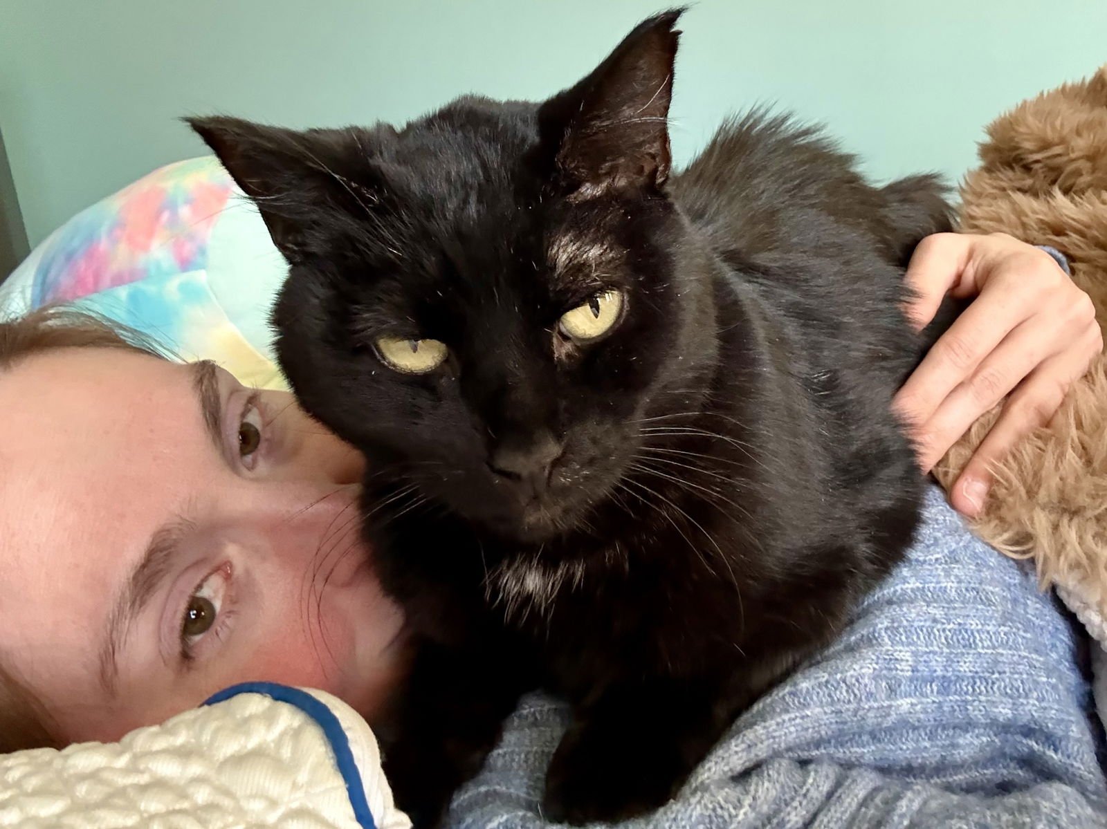 MARTY - Domestic Short Hair available for adoption