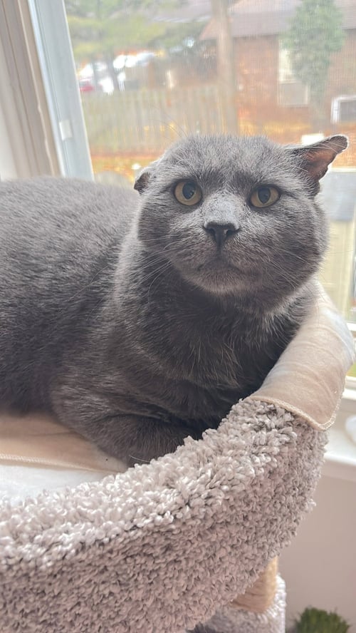 BASALT - Domestic Short Hair available for adoption