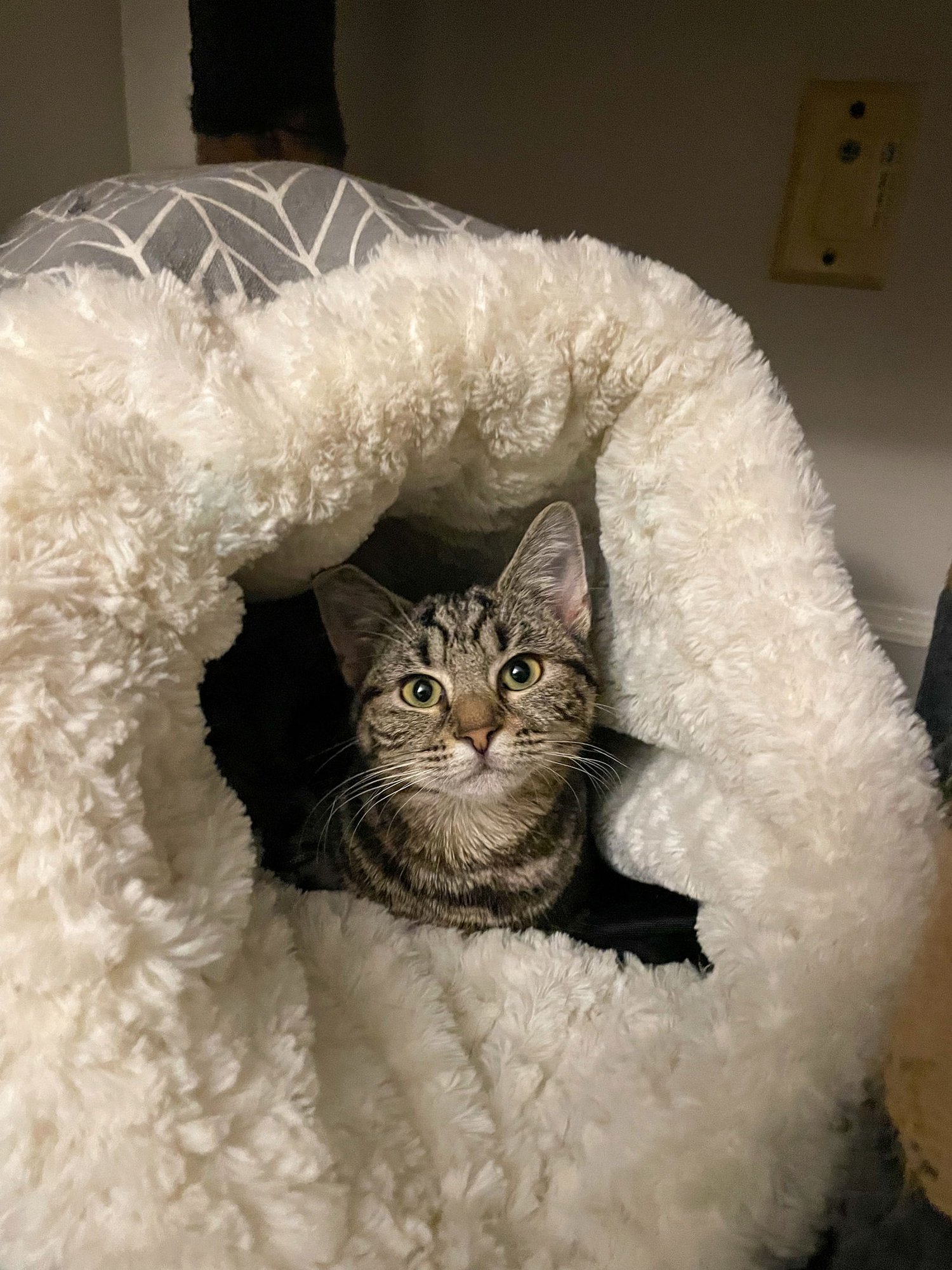 GIMPY (TRIPOD) - Domestic Short Hair available for adoption