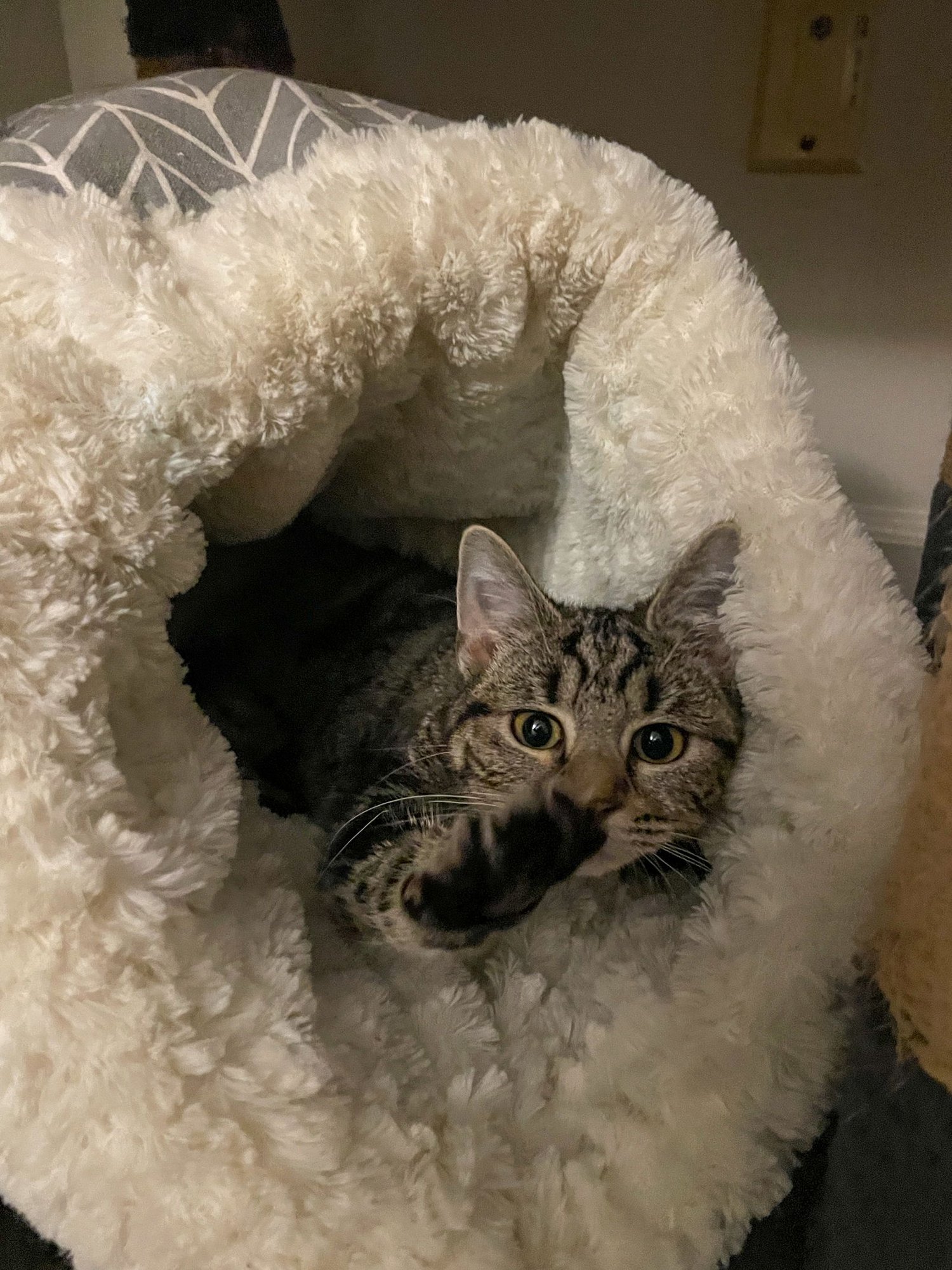 GIMPY (TRIPOD) - Domestic Short Hair available for adoption