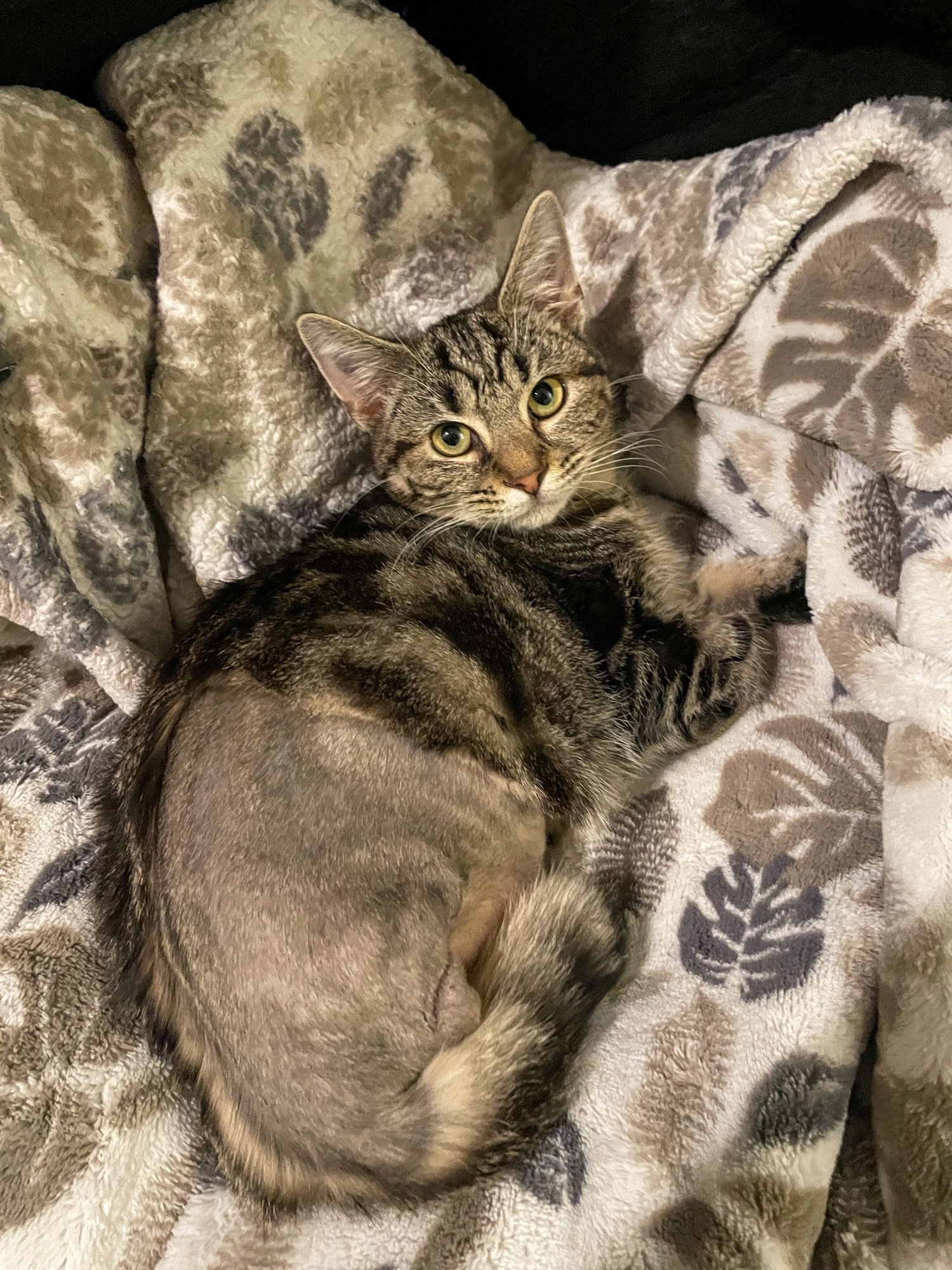 Gimpy (Tripod) - Photo 3