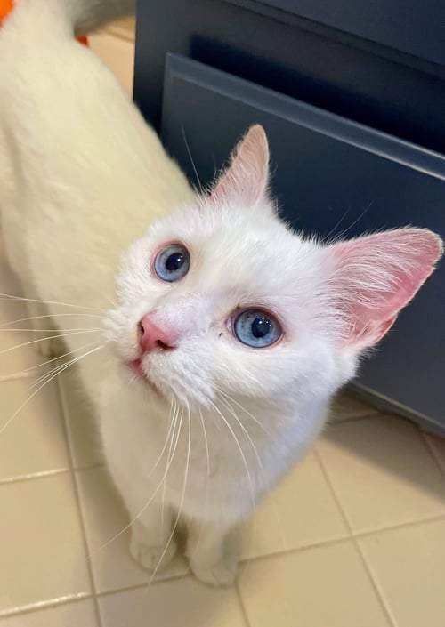 LILLY - Domestic Short Hair available for adoption