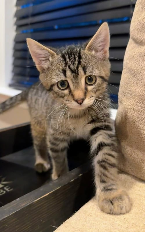 TAVI - Domestic Short Hair available for adoption
