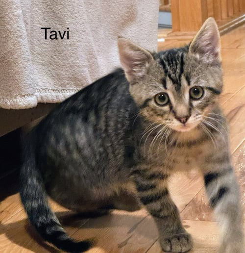TAVI - Domestic Short Hair available for adoption