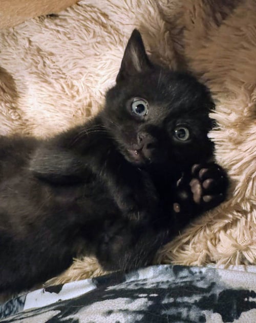 RUMI - Domestic Short Hair available for adoption