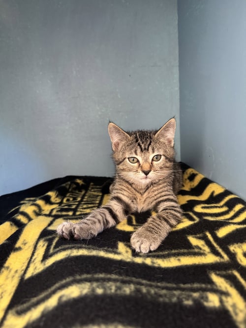 NEMO - Domestic Short Hair available for adoption