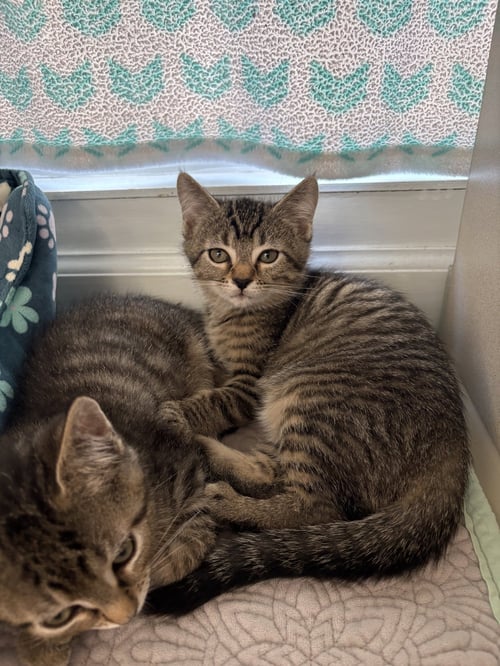 ZIG - Domestic Short Hair available for adoption
