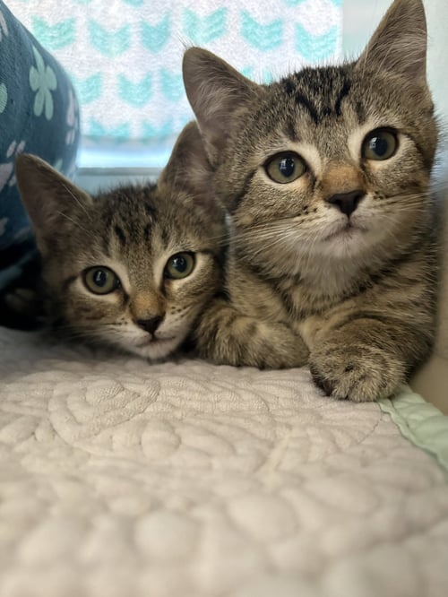 ZIG - Domestic Short Hair available for adoption