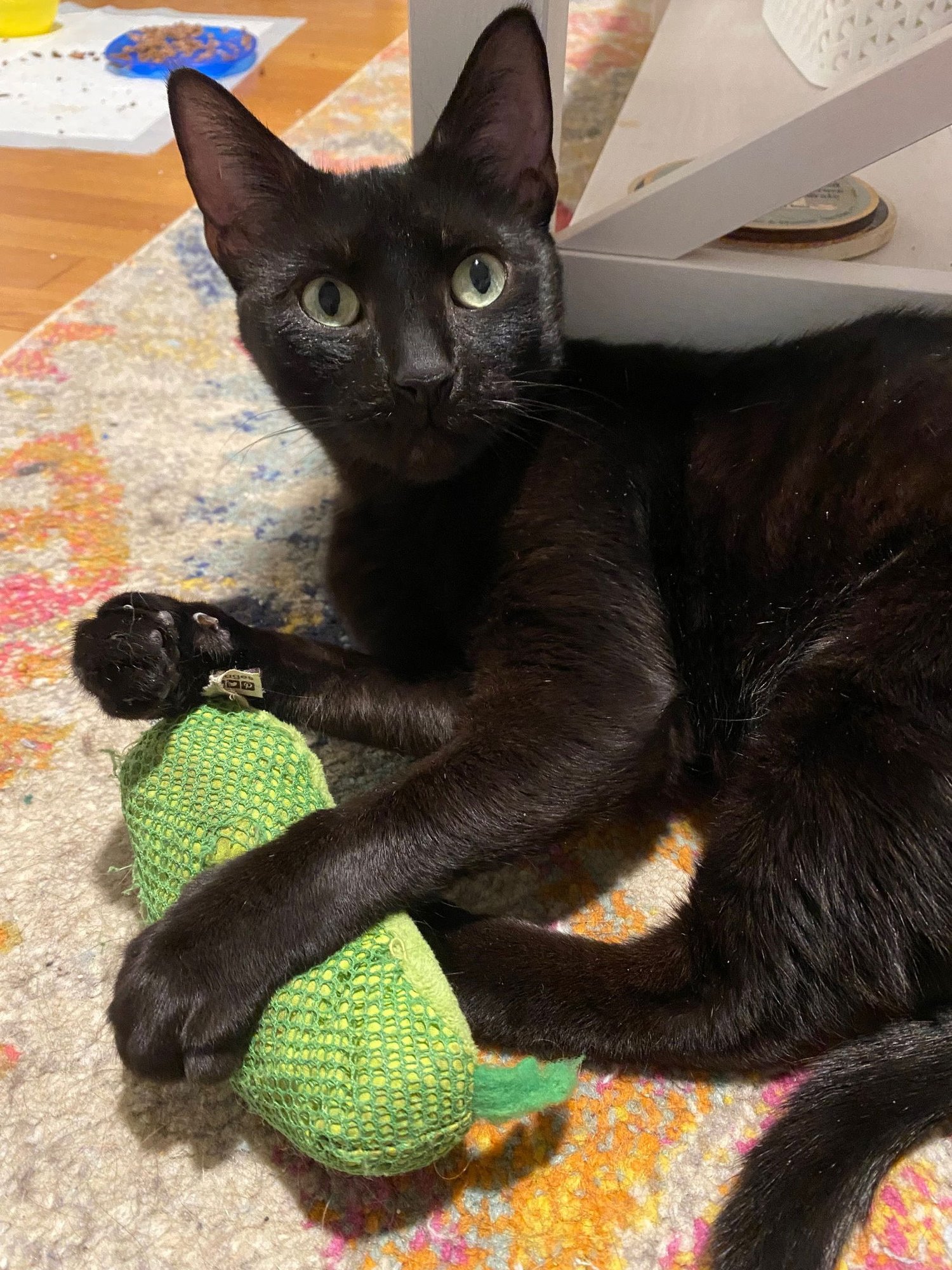 SAKI - Domestic Short Hair available for adoption