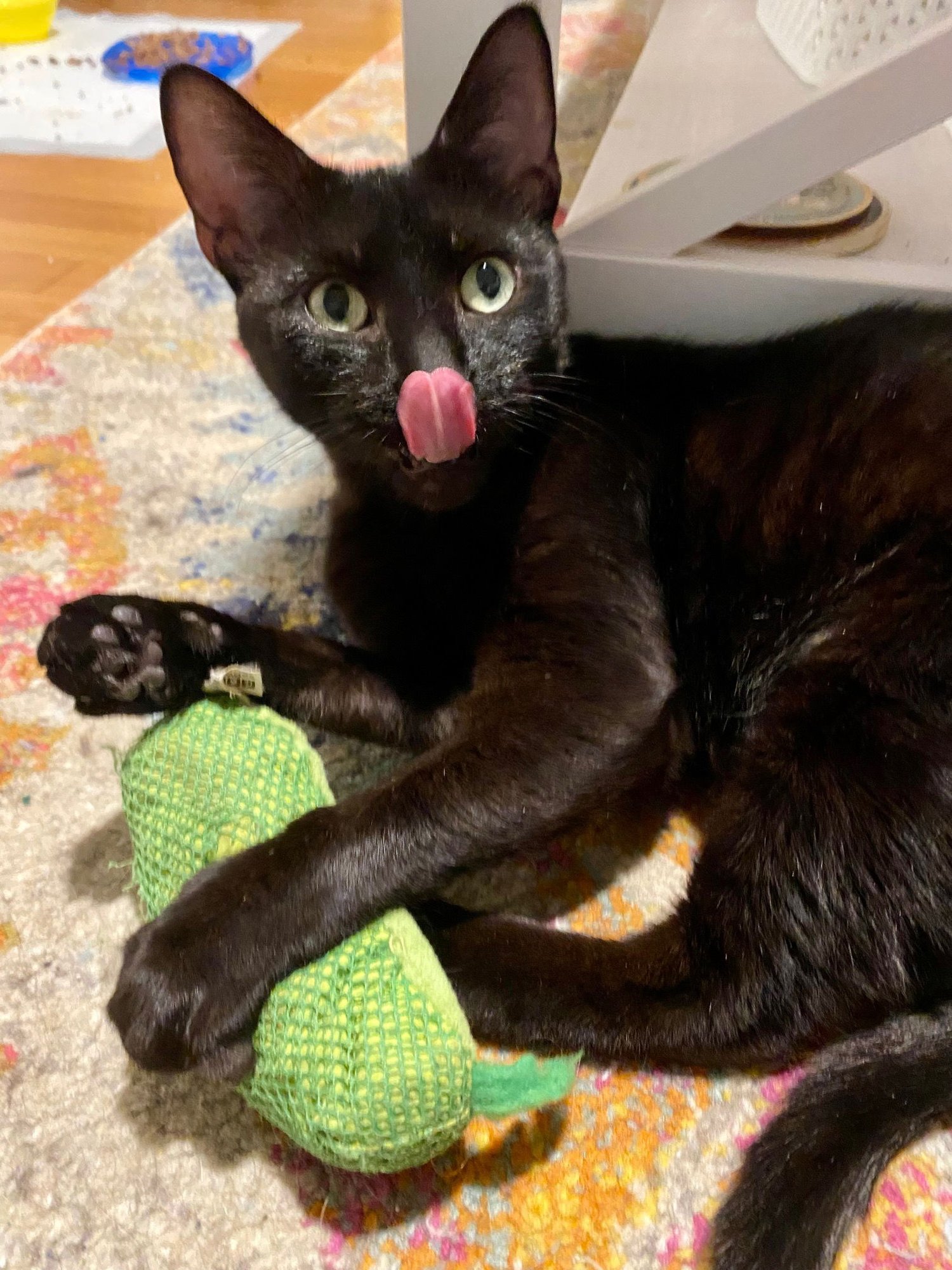 SAKI - Domestic Short Hair available for adoption