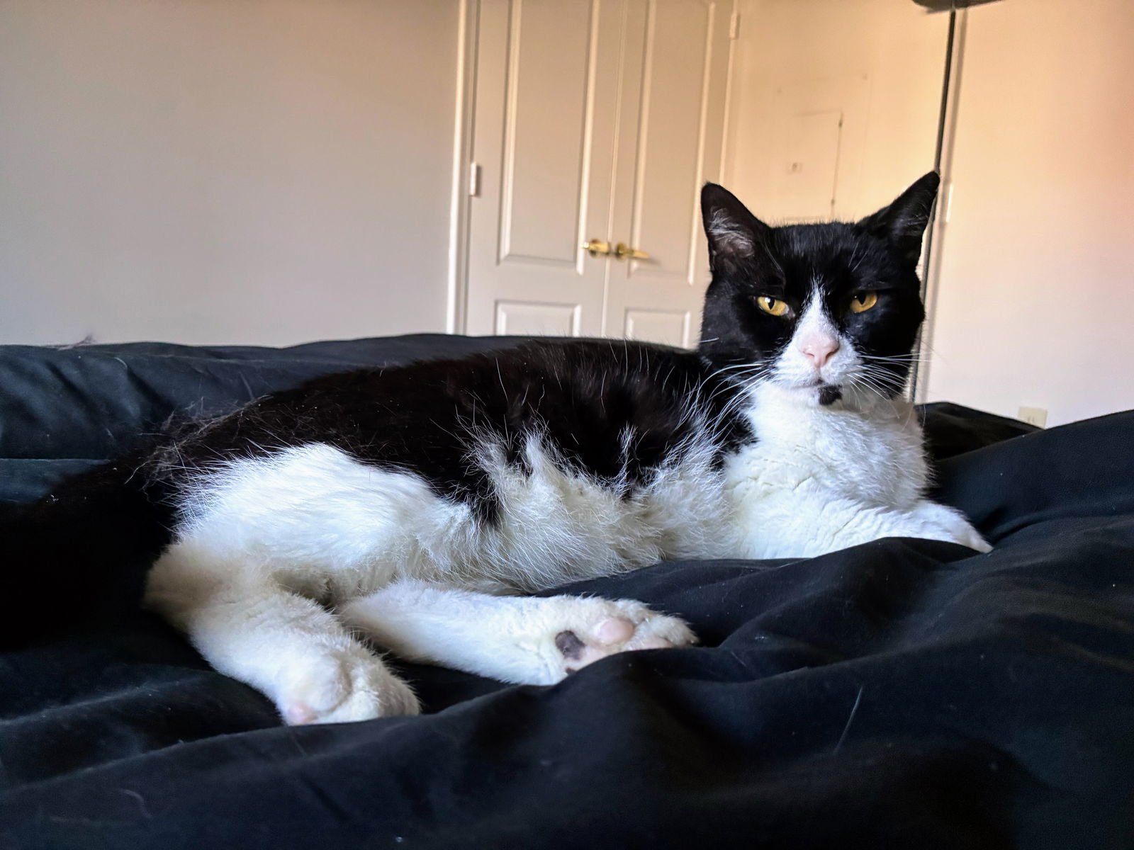 TENNESSEE - Domestic Short Hair available for adoption
