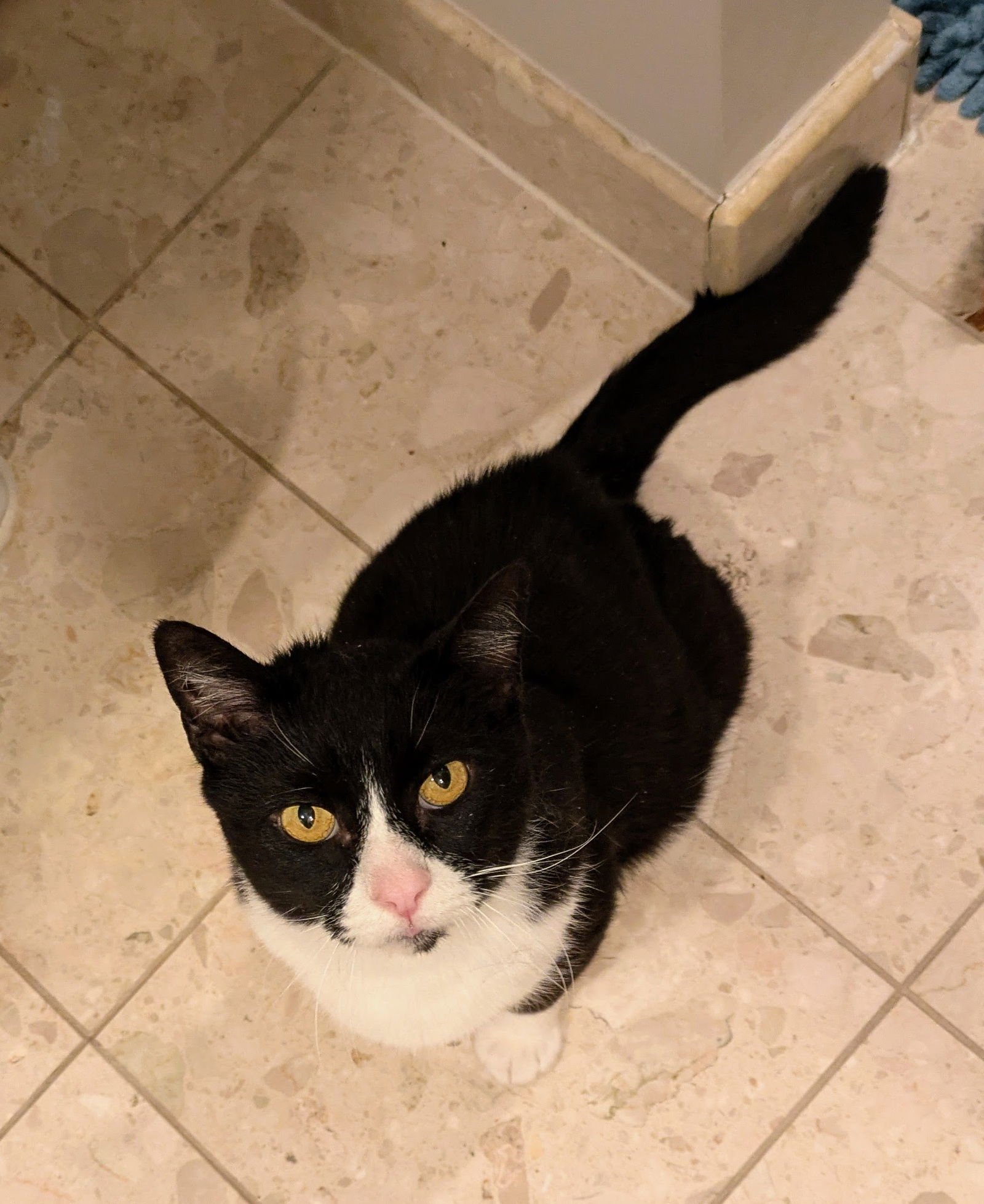 TENNESSEE - Domestic Short Hair available for adoption
