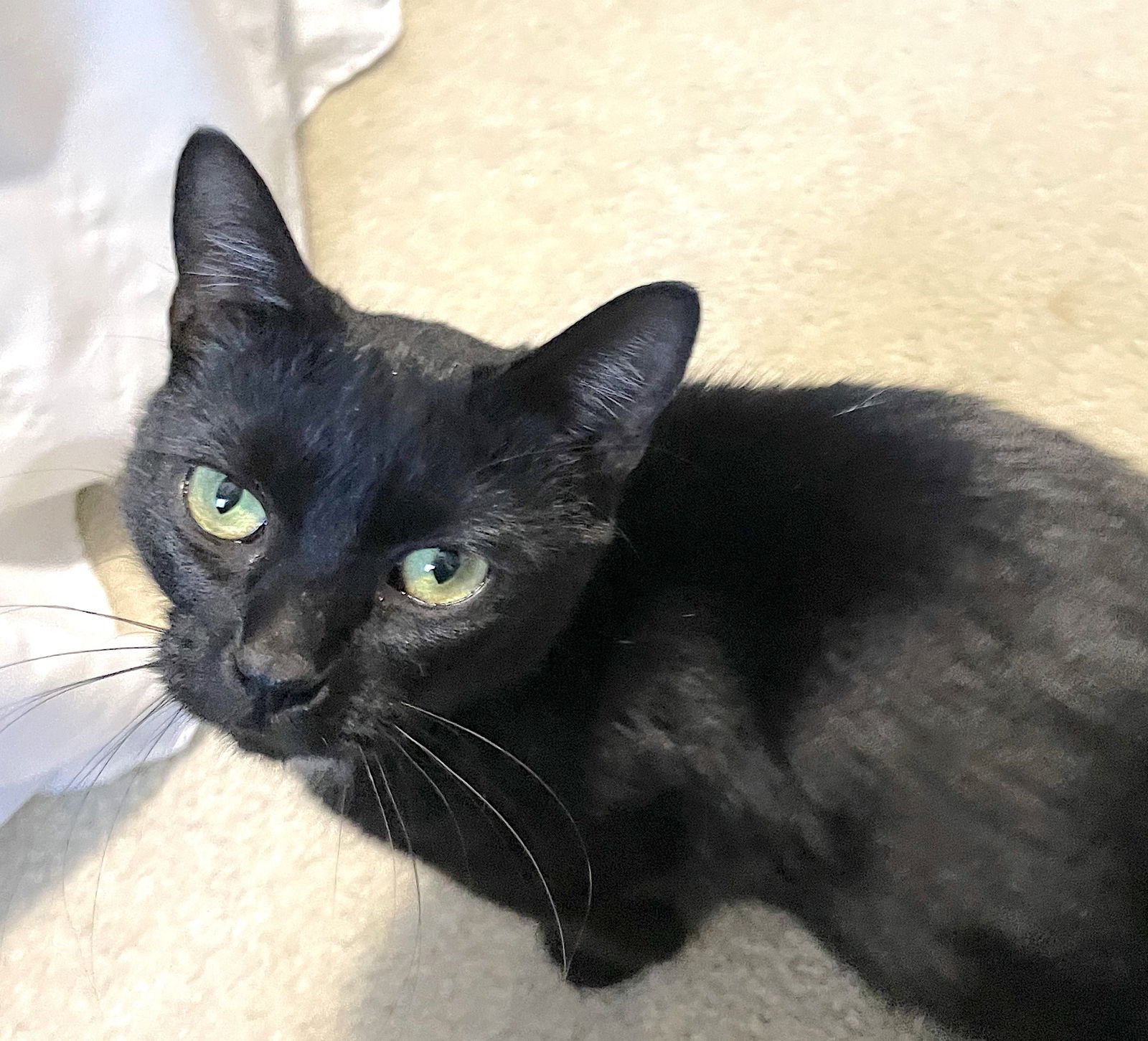 VANTA - Domestic Short Hair available for adoption